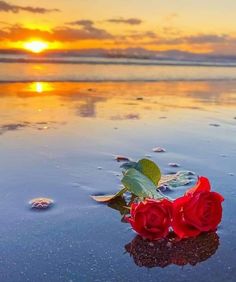 two red roses sitting on top of a wet beach next to the ocean at sunset