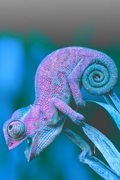 a purple and blue chamelon sitting on top of a plant