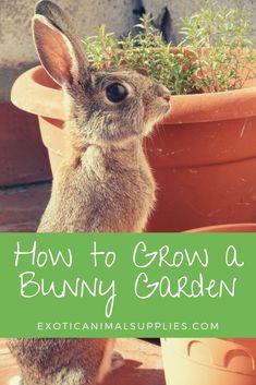 a rabbit sitting next to a potted plant with the words how to grow a bunny garden