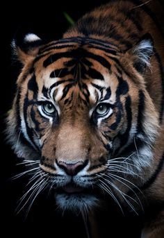 a close up of a tiger on a black background