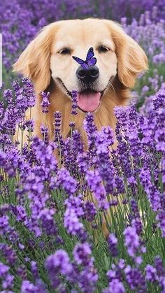 a dog with a butterfly on it's nose in a field of purple flowers