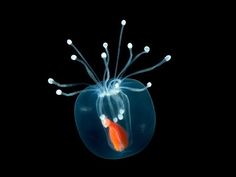 an orange object floating in the water with white lights on it's head and legs