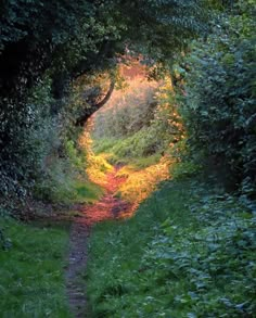 an image of a path going through the woods with trees and grass on both sides