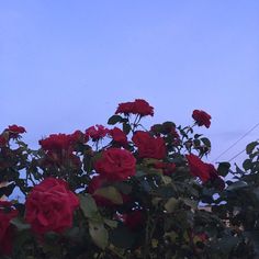 many red roses are blooming in front of a blue sky and power lines on the other side