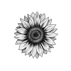 a black and white drawing of a sunflower on a white background, with the center section