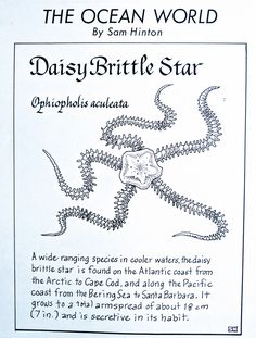 the ocean world by sam hintton - daisy brittle star info sheet, click to enlarge