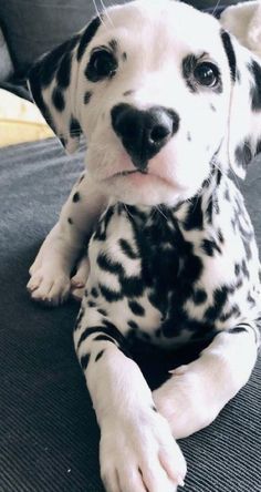 a dalmatian puppy is sitting on the couch