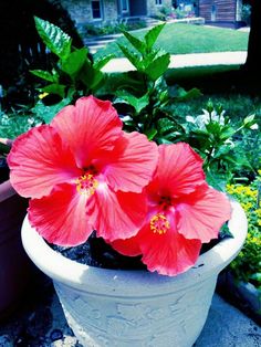 two pink flowers are in a white pot