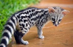 a small black and white cat standing on top of a dirt road next to green grass