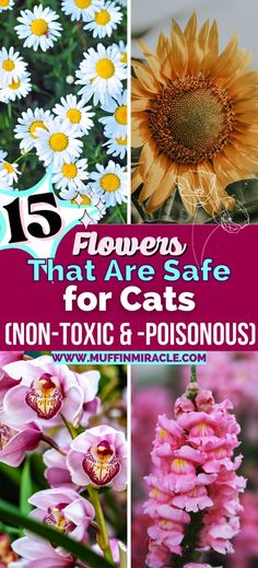 flowers that are safe for cats non - toxic and poisonous?