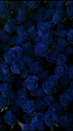 a bunch of blue roses that are in the dark