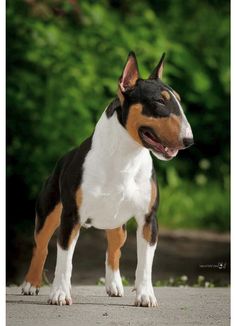 a black, white and brown dog standing on top of a road