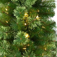 the top view of a pine tree with green needles