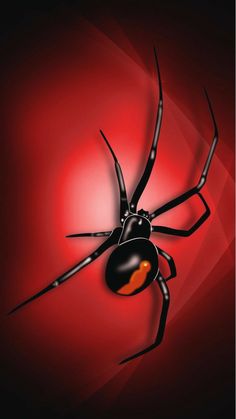 a black spider with orange eyes on a red background