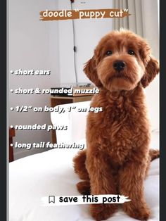 a brown dog sitting on top of a bed next to a white wall with words above it