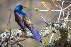 a colorful bird sitting on top of a tree branch