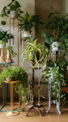 many houseplants and plants are arranged on the floor