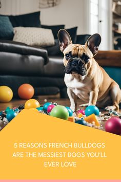 French Bulldog sitting amidst scattered toys in a living room. Text overlay: "5 reasons French Bulldogs are the messiest dogs you'll ever love". French Bulldog Breed, Facial Structure, Puppy Find, Bulldog French, Bulldog Breeds, Diet And Exercise, Bulldog Lover, French Bulldog Puppy