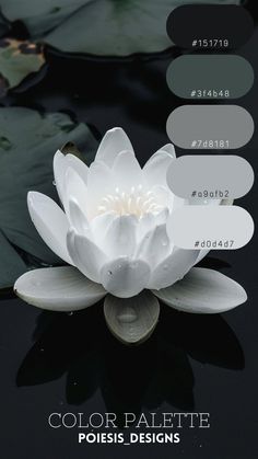 an image of a white water lily in the water with color palettes on it