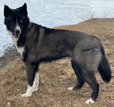 a large black and white dog standing on top of a dry grass field next to a body of water