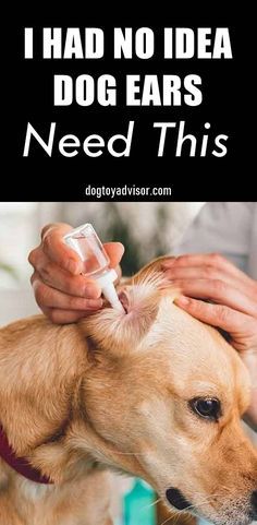 Dog Paw Care, Cleaning Dogs Ears, Ear Problems, Meds For Dogs, Dog Ear Cleaner, Ear Infections, Dog Behavior Problems