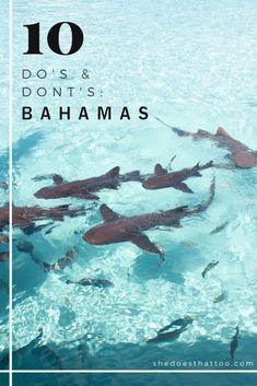 sharks swimming in the ocean with text overlay that reads 10 dos & don't'ts, batmans