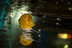 a yellow object sitting on top of a wet glass window next to a street light