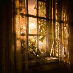 the sun is shining through an open window with ivy growing on it's side