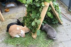 three cats are playing with each other in front of some plants and bushes on the ground