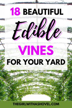 Discover the beauty and deliciousness of 18 edible vines perfect for your home landscape! 🏡🌿🌸 Explore these luscious plants that not only look great, but taste great too! 🍓🍌🍍 Pin your favorites and start growing your edible vine paradise! 😍 Front Yard Design