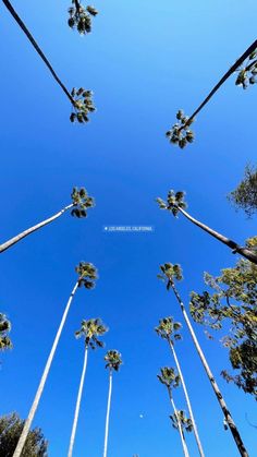 looking up at tall palm trees against a blue sky