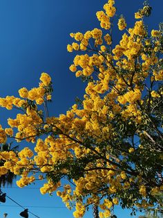 yellow flowers are blooming on the tree in front of blue skies and power lines