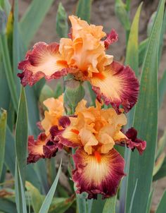 two orange and red flowers with green stems in the foreground, on dirt ground