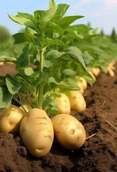 potatoes growing in the ground with leaves on top and dirt below them, all ready to be planted