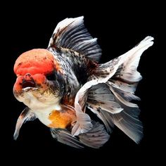 an orange and black fish with its wings spread out in front of it's head