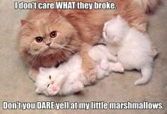 an orange cat laying on top of two white kittens and the caption says, i don't care what they broke