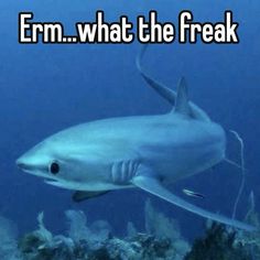 Shark Fun Facts Funny, Shark Facts/ Anatomy, Thresher Shark, Shark Meme, Shark Tale, Sharks Funny Memes, Shark Facts, Shark Vacuum, Shark Pictures