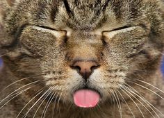 a close up of a cat with its tongue out