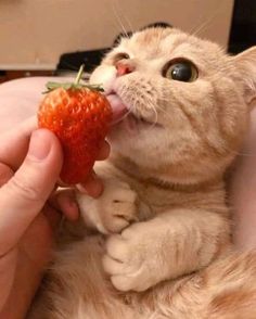 a person feeding a strawberry to a cat