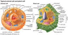 an animal cell and plant cell diagram