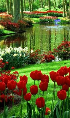 a garden filled with lots of red flowers next to a pond and trees in the background