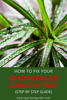 a green plant with the title how to fix your madagascarcar dragon tree step by step guide