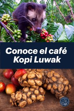 an animal eating some fruit on top of a wooden table with the words conocce el cafe kopi luwak