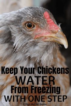 a close up of a chicken with the words keep your chickens water from freezing with one step