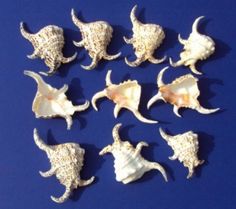 the shells are all different shapes and sizes, but have long horns that can be seen on them