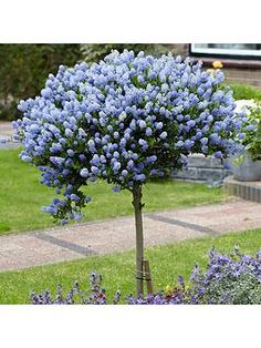 blue flowers are growing in the grass near some bushes