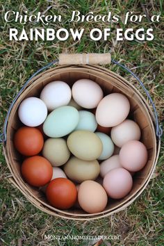 chicken eggs in a basket on the grass with text overlay that reads how to hatch chickens for rainbowfoegs