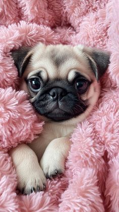 a small pug dog laying on top of a pink bed covered in fluffy blankets