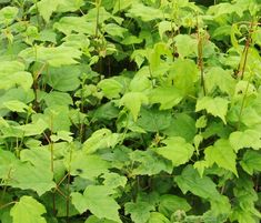 some green leaves are growing in the ground