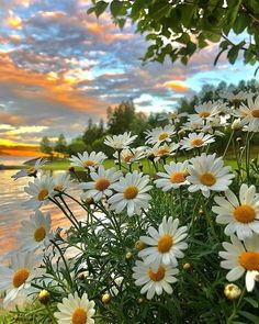 many white daisies are growing in the grass